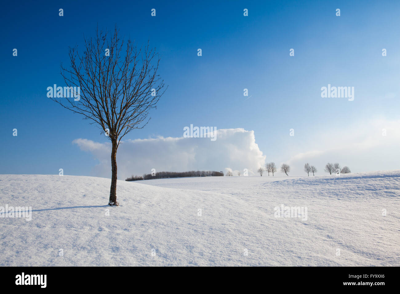 Lonely trees in a winter landscape under blue sky Stock Photo - Alamy