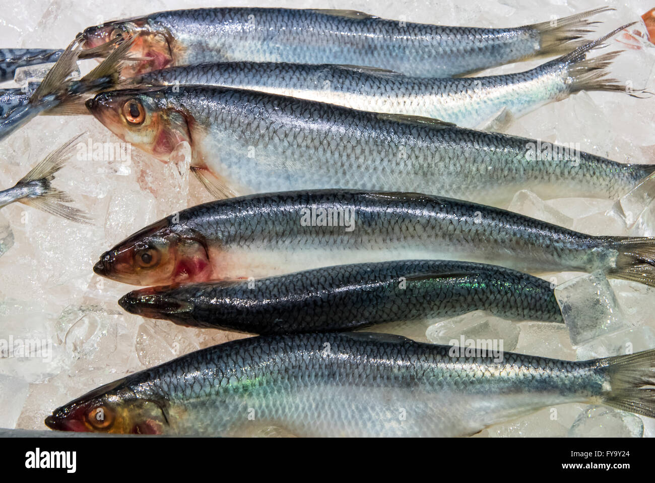 Fresh herring for sale at a fish market Stock Photo Alamy