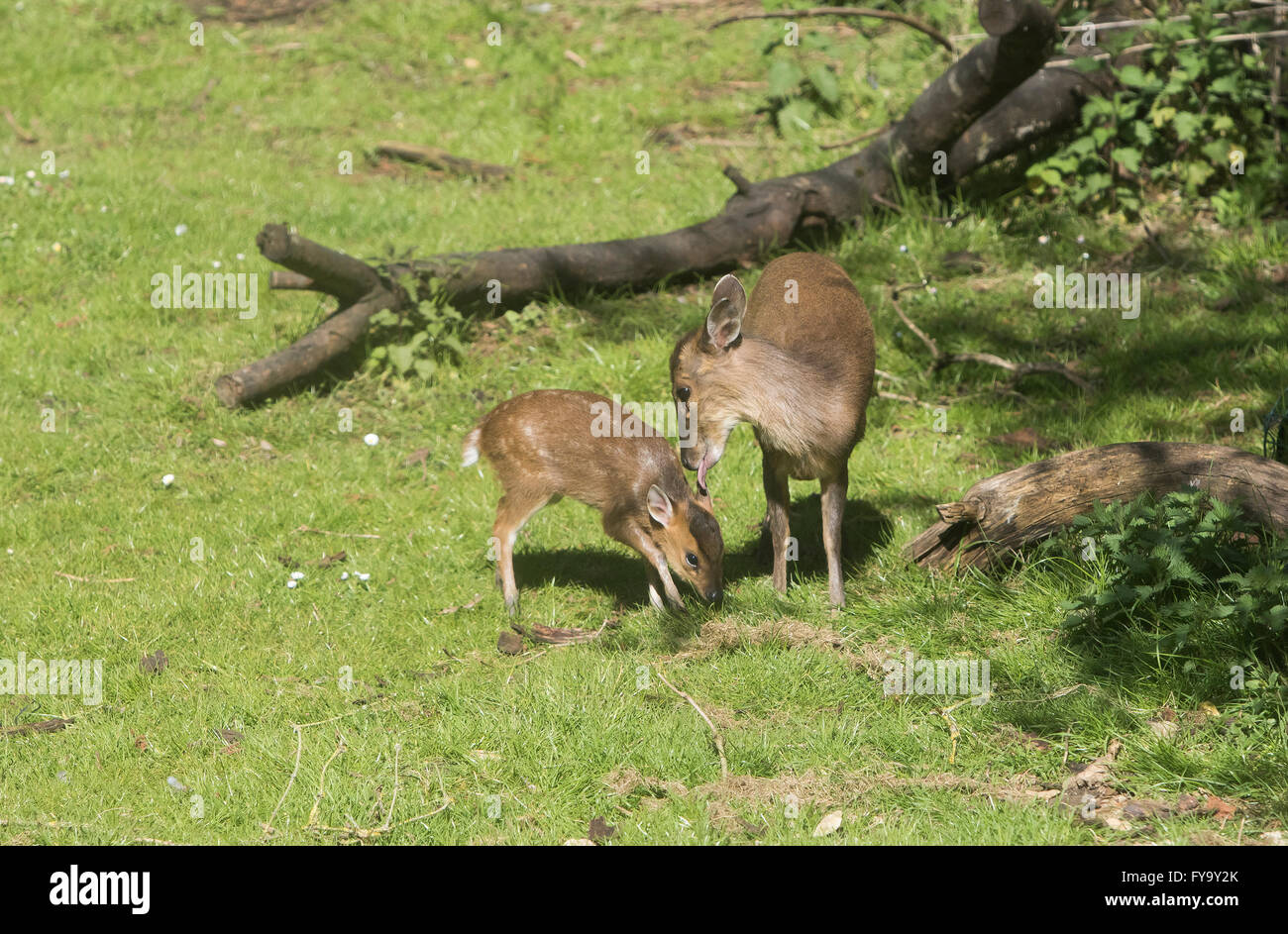 what is a baby deer called
