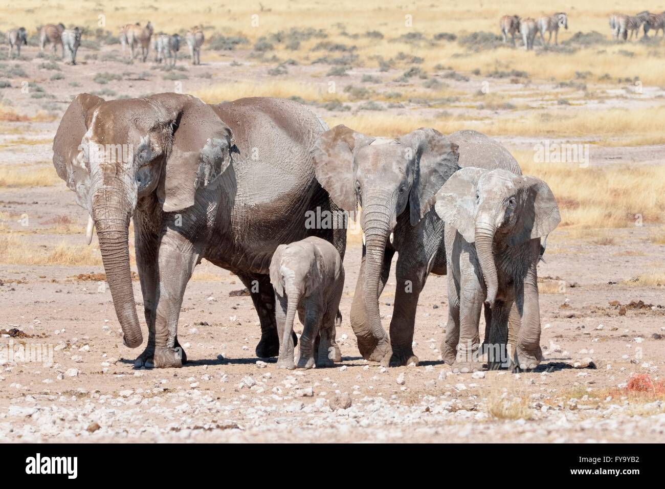 Herd of African Elephants (Loxodonta africana), female and young, covered with dried mud, near Newbroni waterhole Stock Photo
