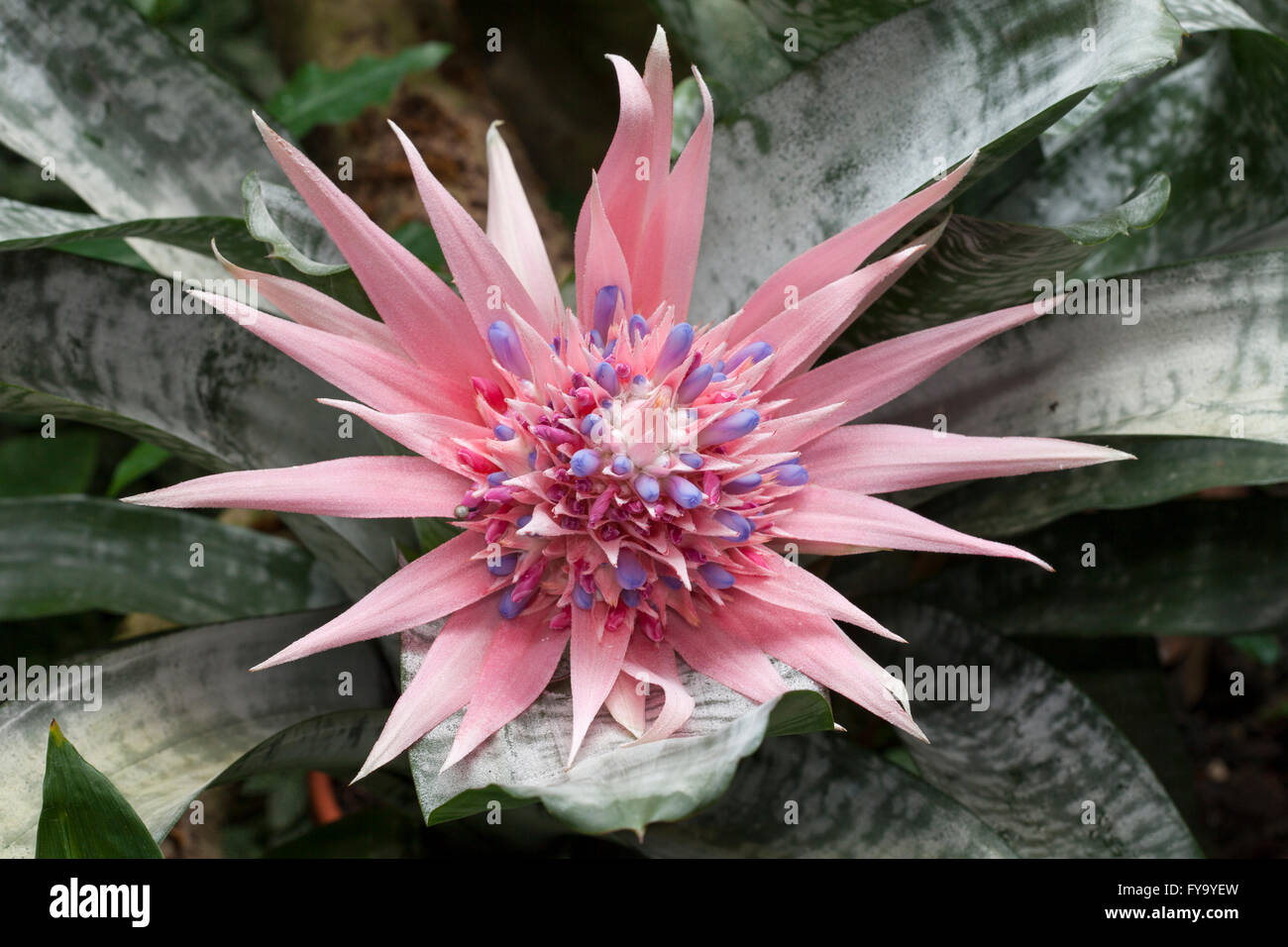 Silver Vase, Urn Plant (Aechmea fasciata), native to Brazil Stock Photo