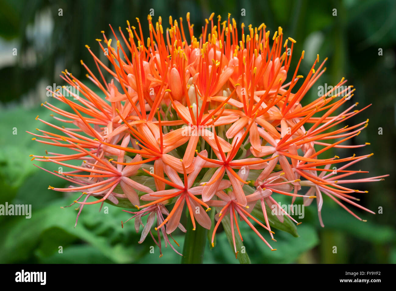 Blood Lily (Scadoxus multiflorus), native to South Africa Stock Photo