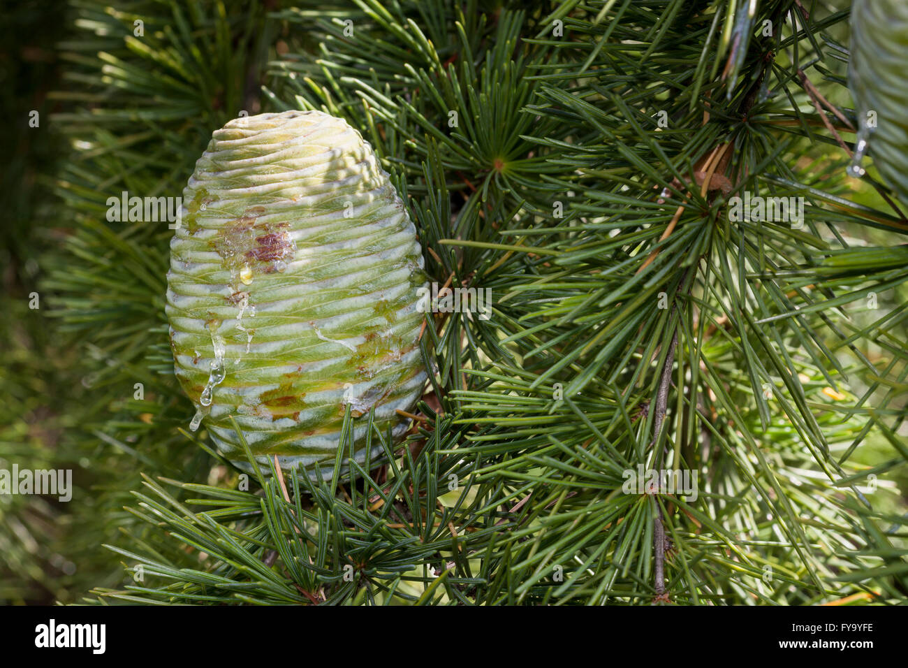 Cone, Himalayan Cedar (Cedrus deodara) Stock Photo