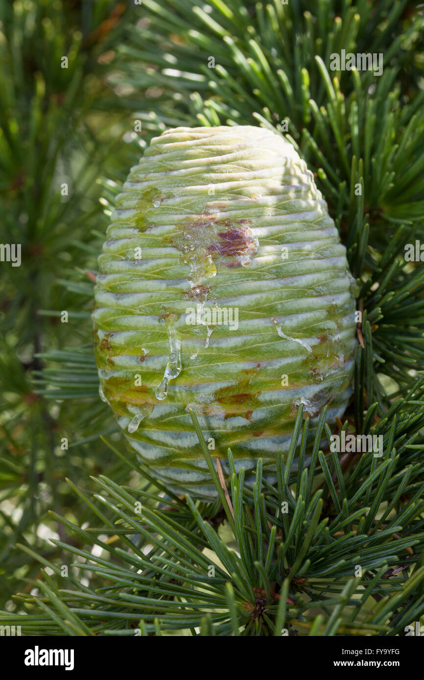 Pin, Himalayan Cedar (Cedrus deodara) Stock Photo