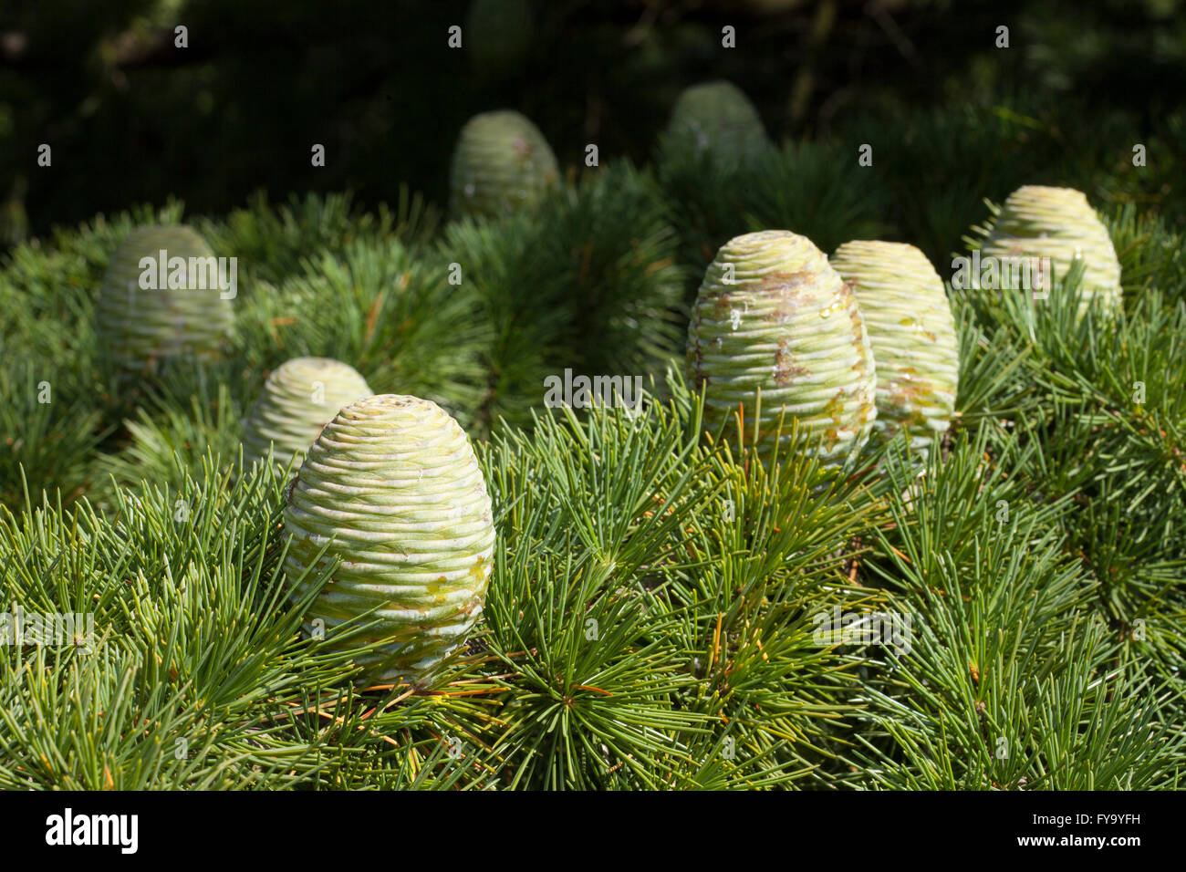 Pin, Himalayan Cedar (Cedrus deodara) Stock Photo