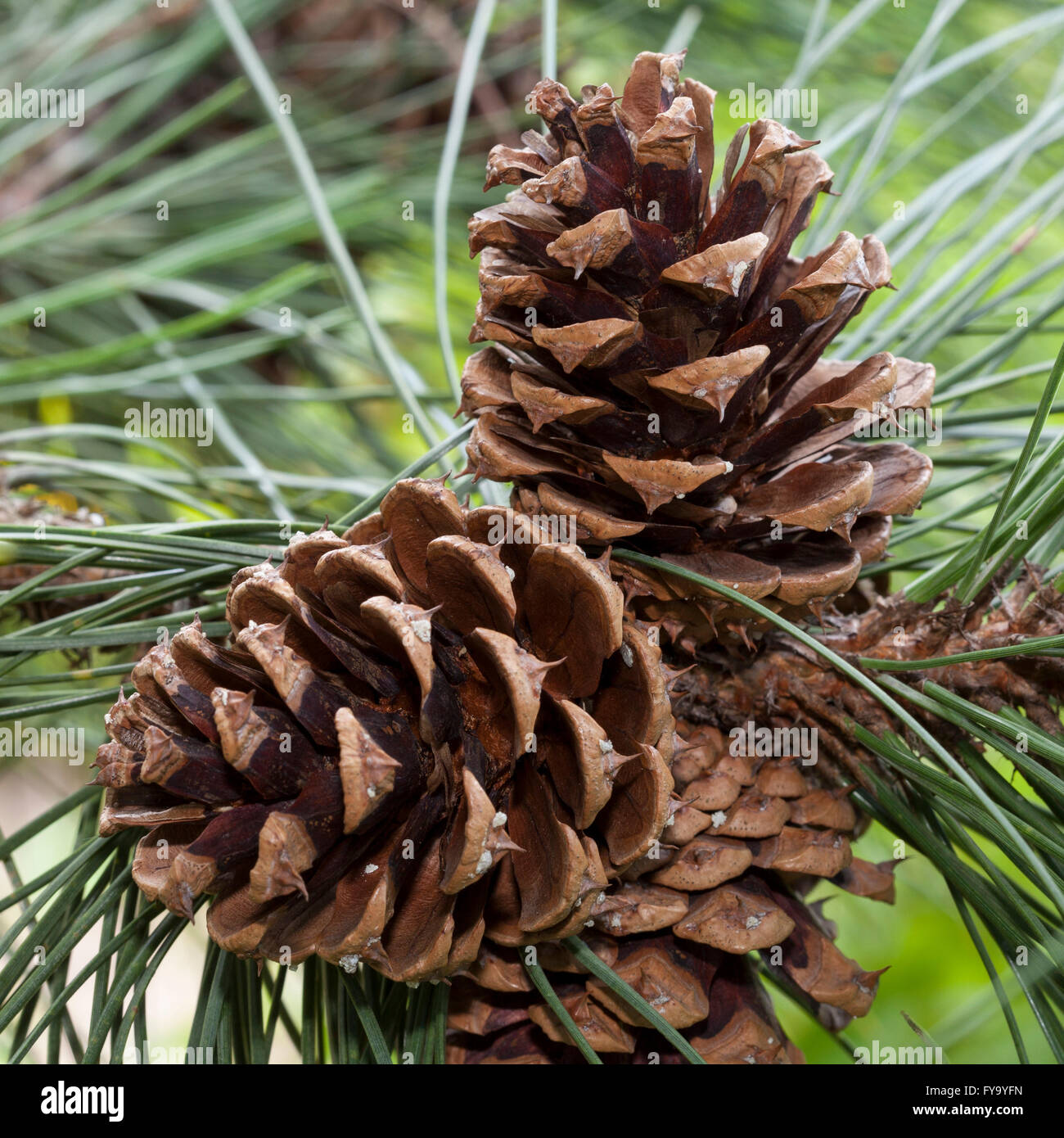 Cones, Ponderosa Pine (Pinus ponderosa Stock Photo 102866729 Alamy