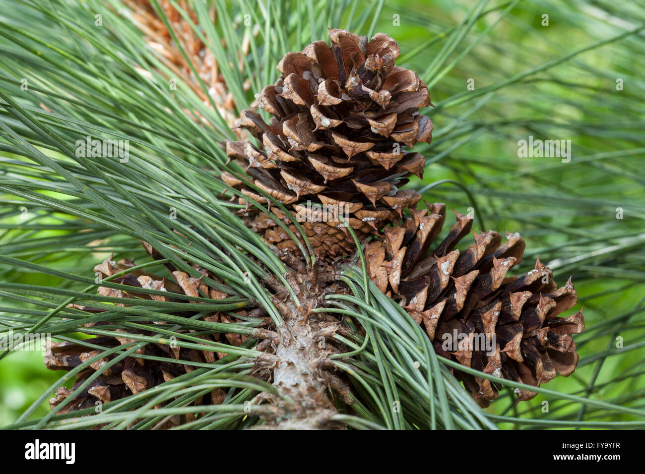 Cones, Ponderosa Pine (Pinus ponderosa) Stock Photo