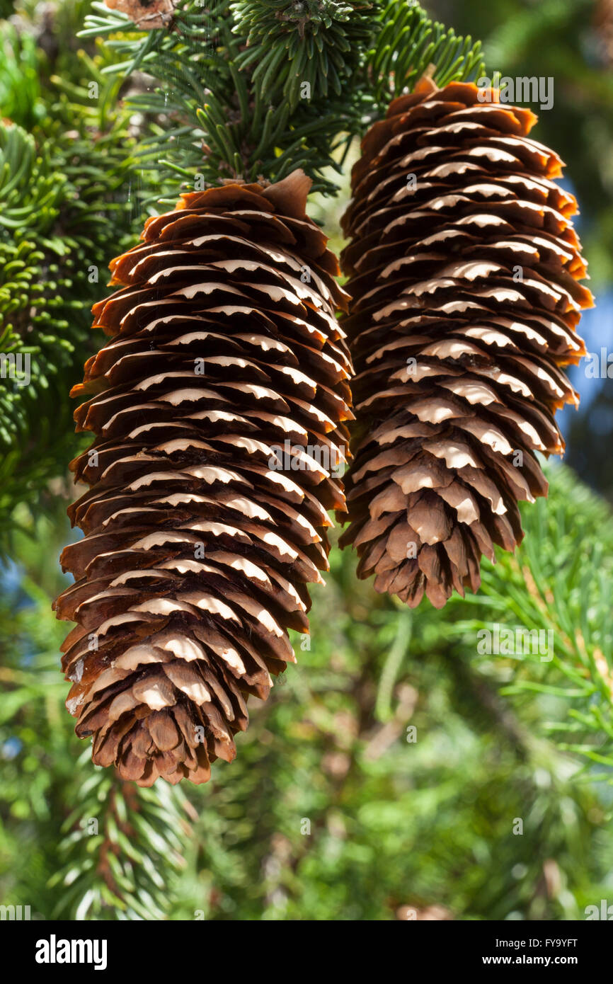 Spruce cones (Picea abies 'Virgata') Stock Photo