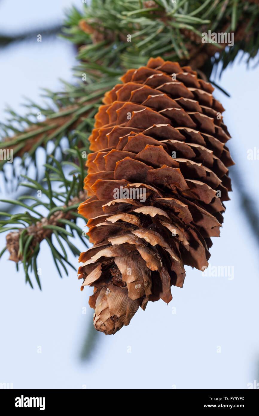 Spruce cone (Picea abies 'Virgata') Stock Photo