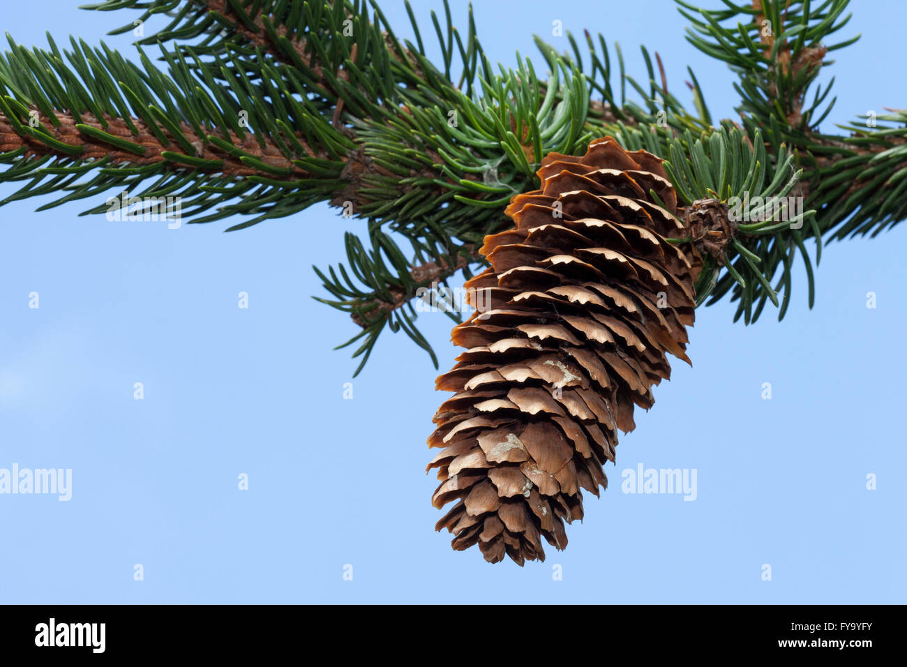 Spruce cone (Picea abies 'Virgata') Stock Photo