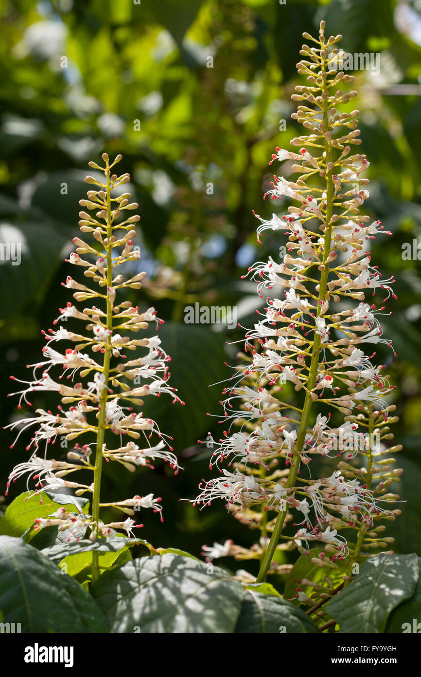Inflorescence, Bottlebrush Buckeye (Aesculus parviflora) Stock Photo