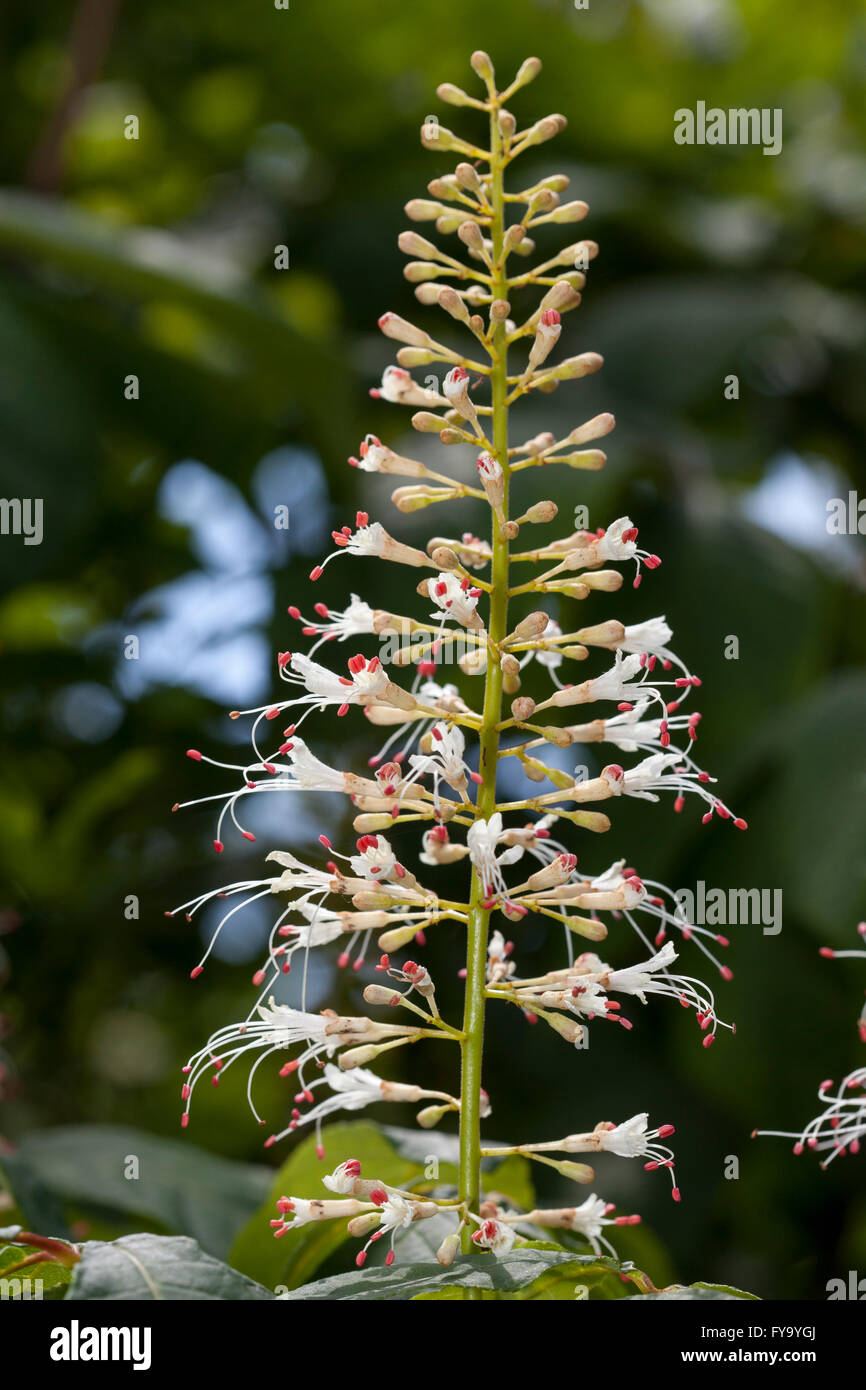 Inflorescence, Bottlebrush Buckeye (Aesculus parviflora) Stock Photo