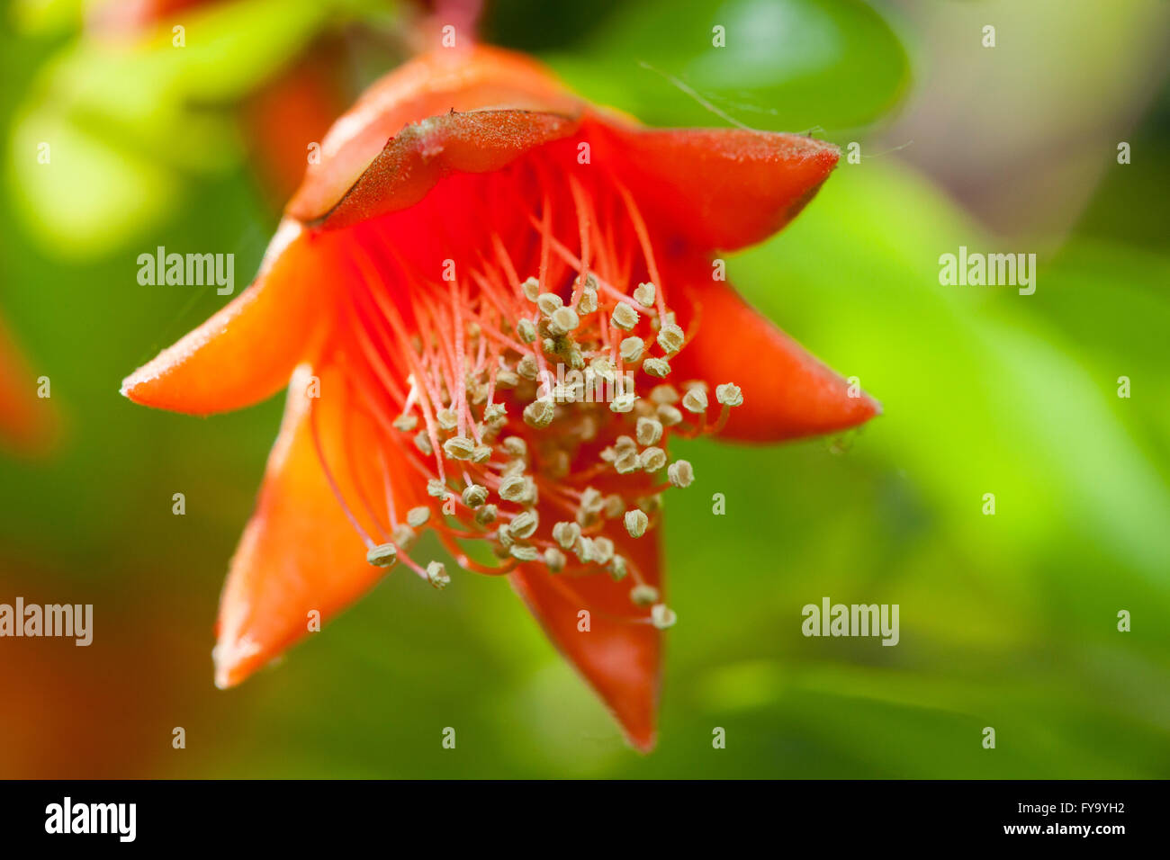 Pomegranate (Punica granatum), flower Stock Photo