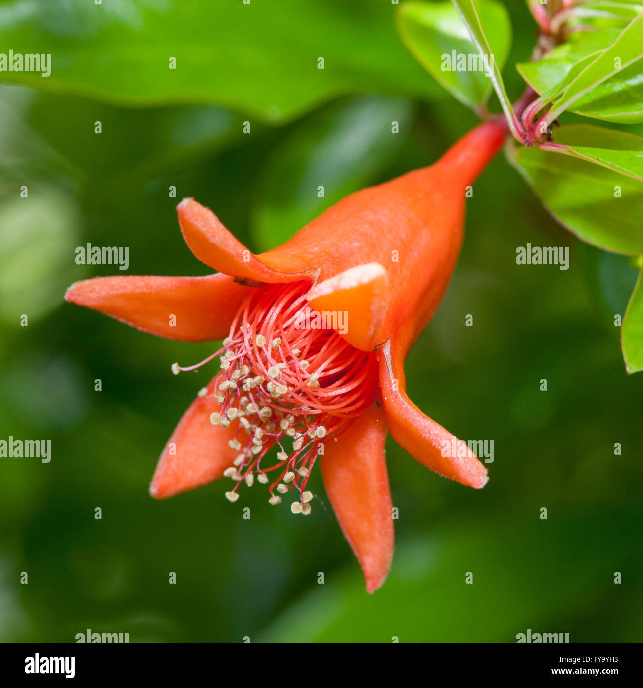 Pomegranate (Punica granatum), flower Stock Photo