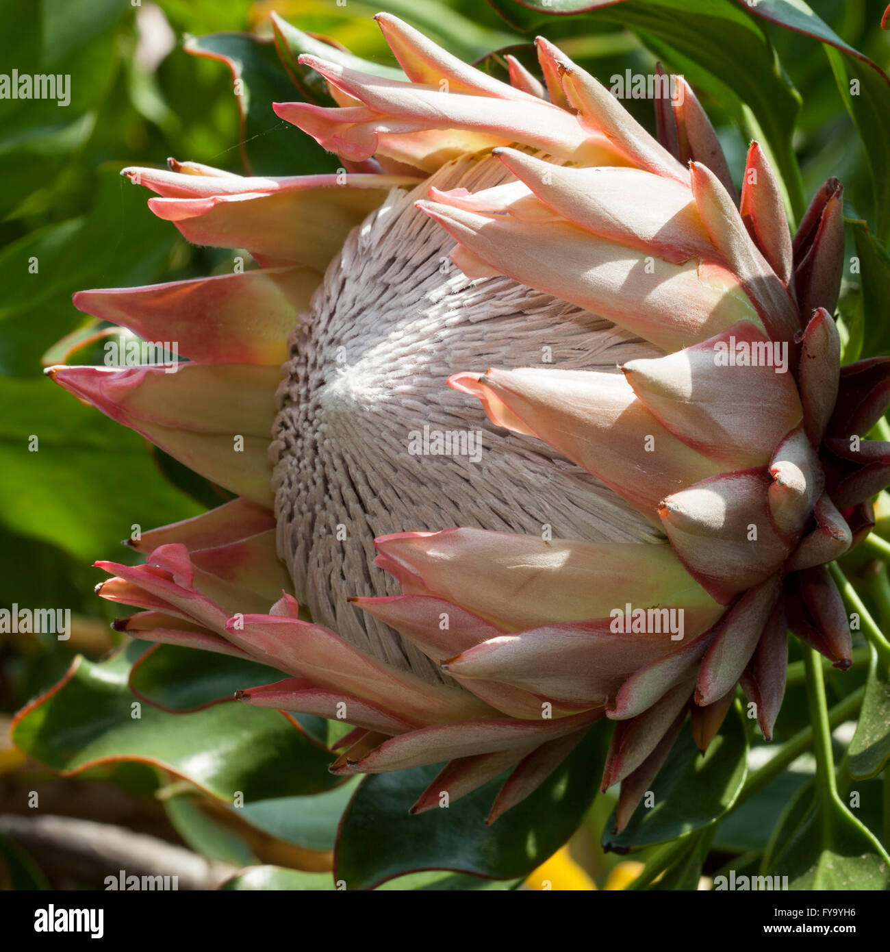 Native south africa hires stock photography and images Alamy