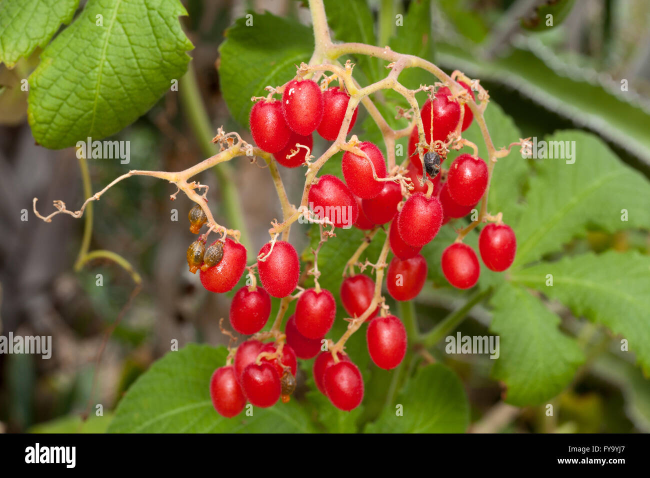 Cyphostemma lanigerum (Cyphostemma lanigerum), fruits, native to Southeast Africa Stock Photo