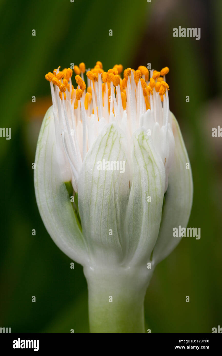 Paintbrush (Haemanthus albiflos), flower, native to South Africa Stock Photo Alamy