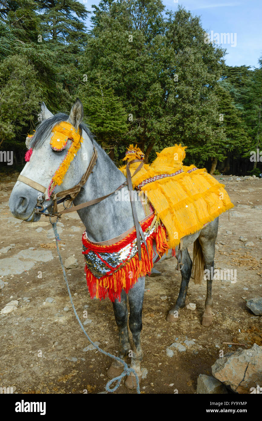 Pure-bred Arab horse, with ornaments and decorations, Ifrane National Park, Morocco Stock Photo