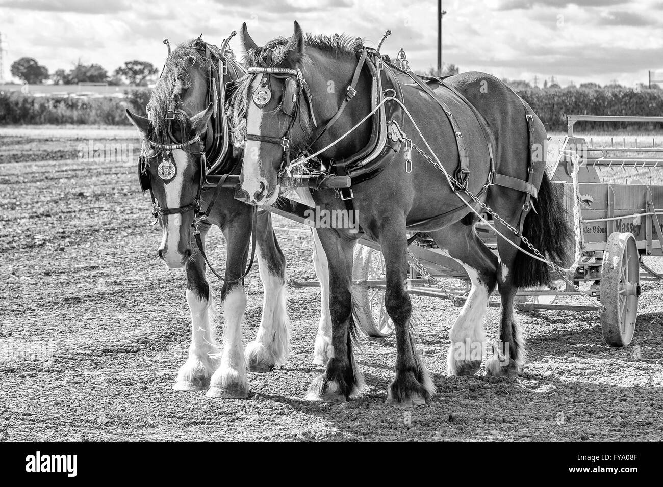 Heavy Shire horses working the land Stock Photo
