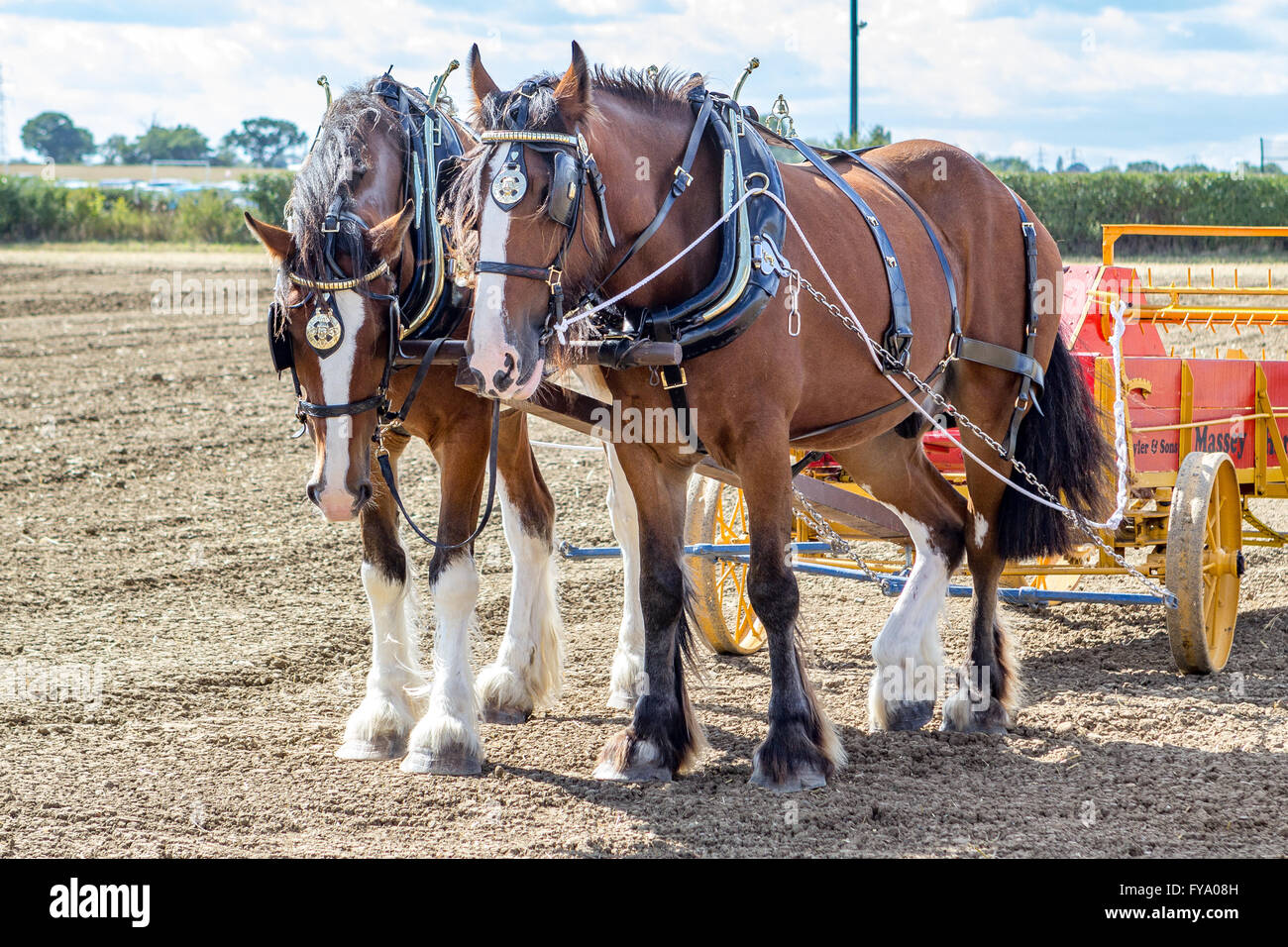 Heavy Shire horses working the land Stock Photo