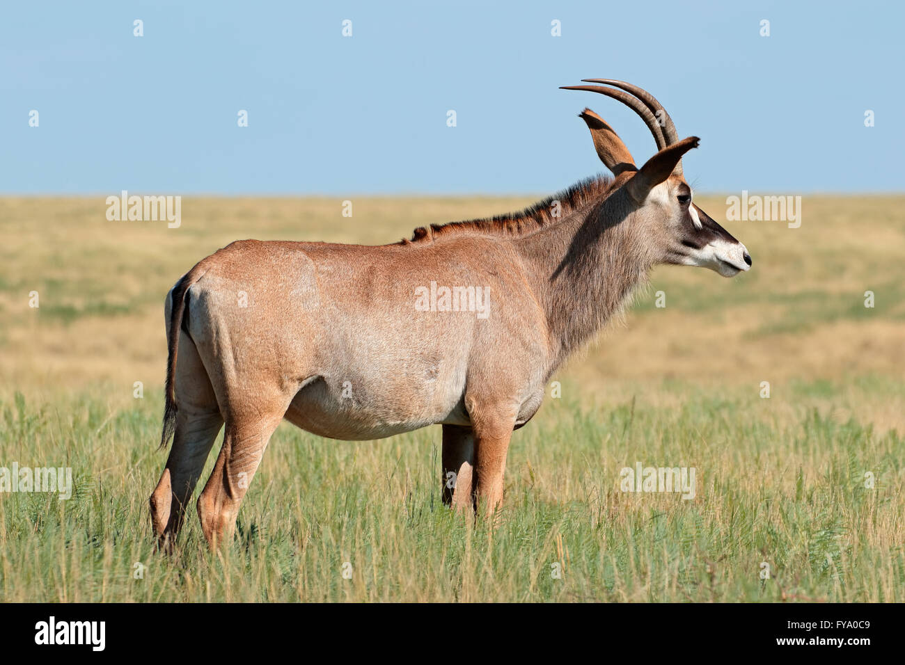 A rare roan antelope (Hippotragus equinus) standing in grassland ...