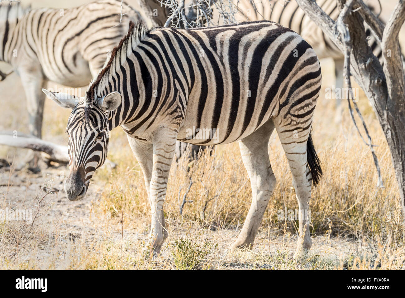 Plain's Zebra, Burchell''s race, Etosha National Park, Namibia Stock Photo