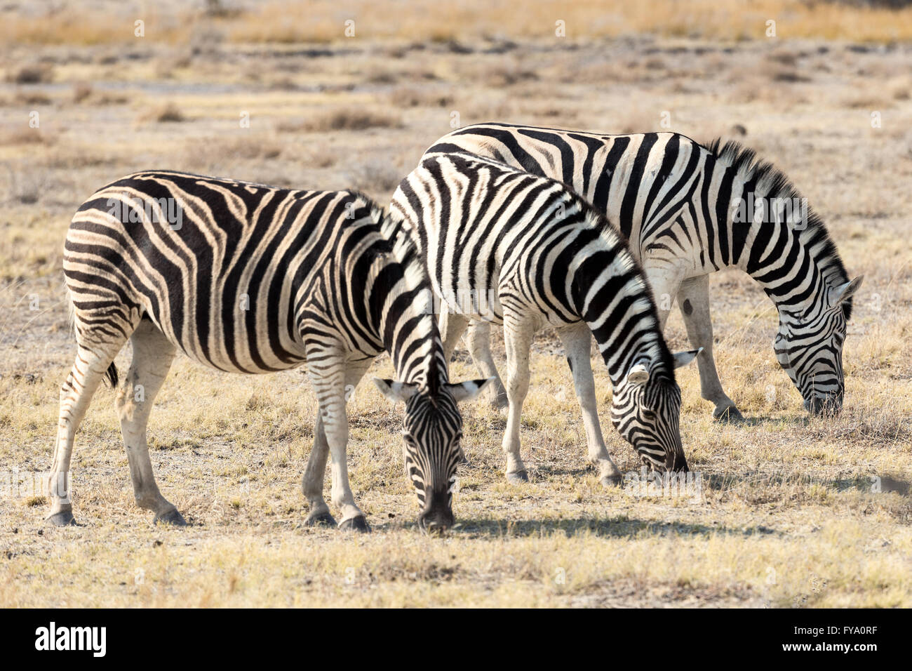 Plain's Zebra, Burchell''s race, Etosha National Park, Namibia Stock Photo