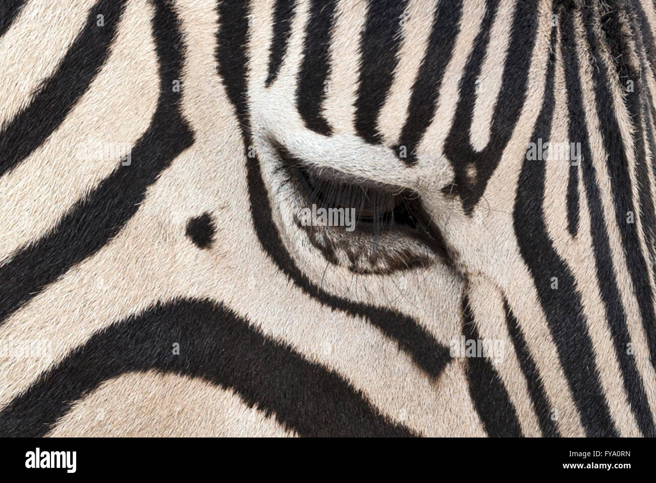 'Tattooed effect' eye, Plain's Zebra, Burchell''s race, Etosha National Park, Namibia Stock Photo