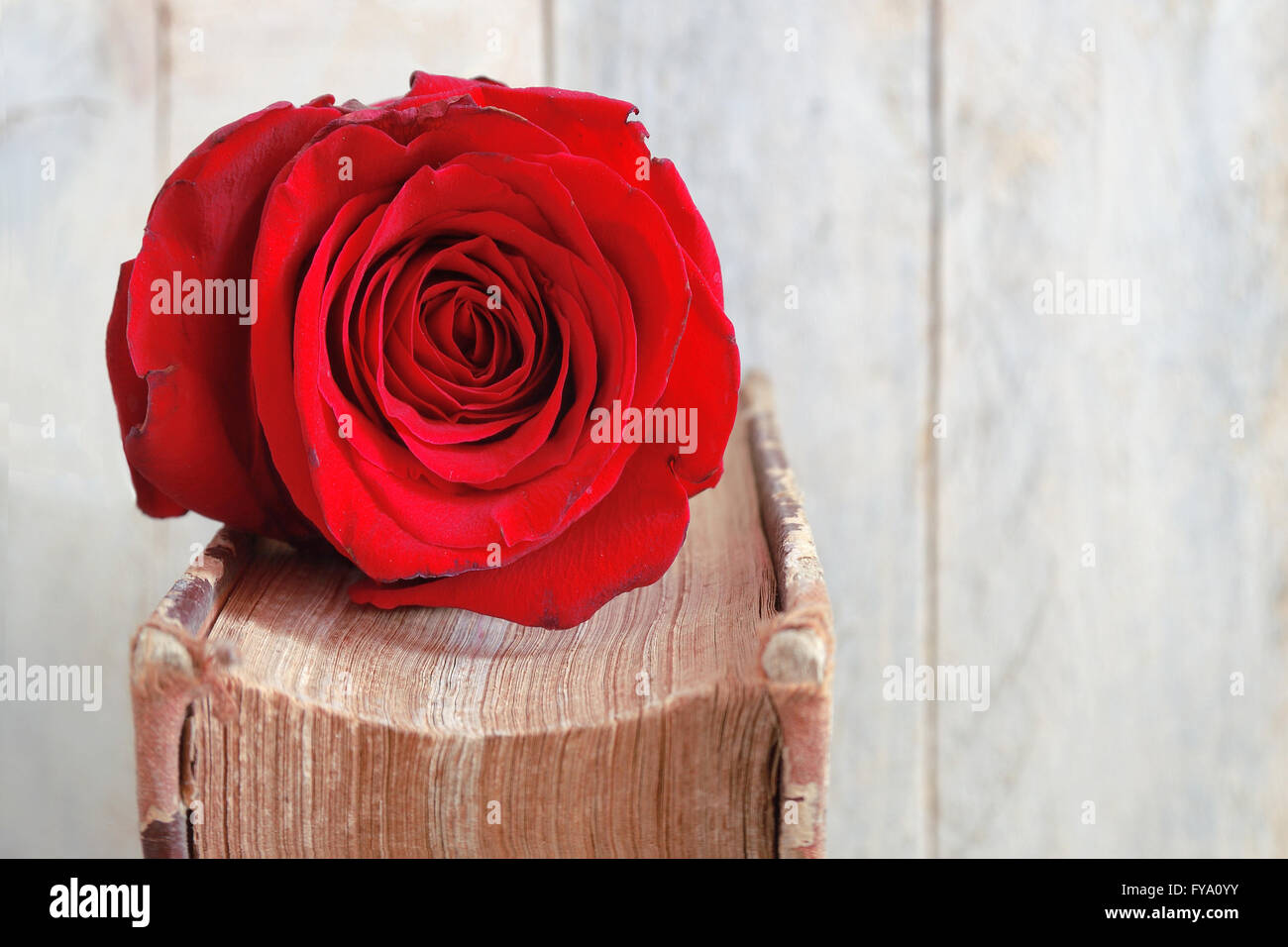 Red rose on an old book. Wooden table and white background. Empty copy space for editor's text. Stock Photo