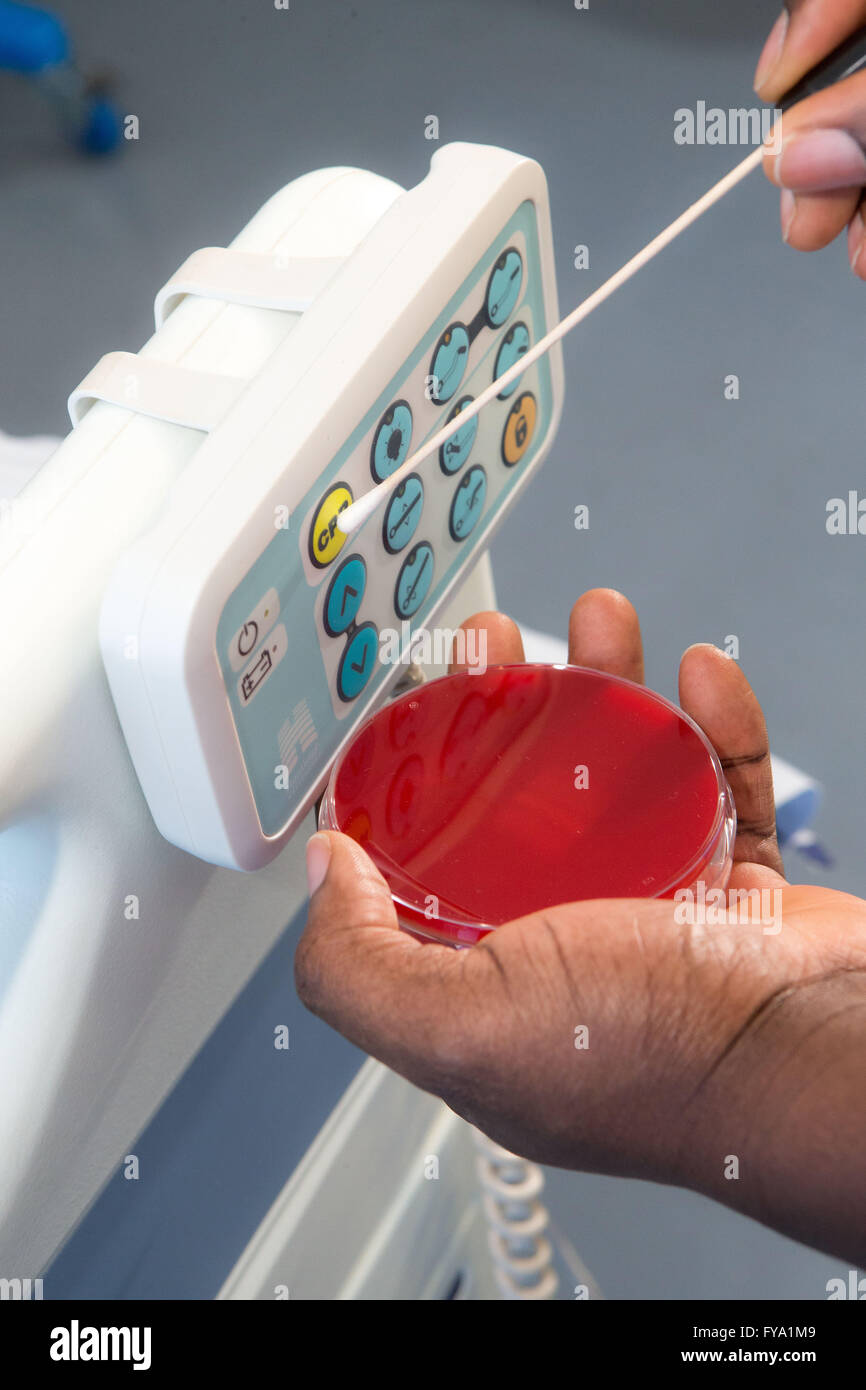 Microbiology samples  on petri dishes Stock Photo
