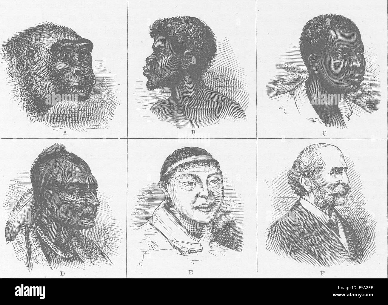 PORTRAITS Types of heads, antique print 1890 Stock Photo Alamy