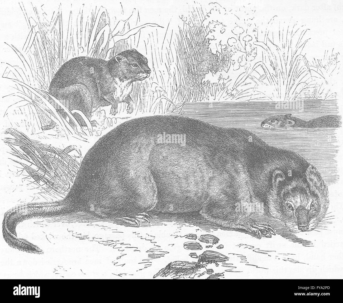 Fiber zibethicus hi-res stock photography and images - Alamy
