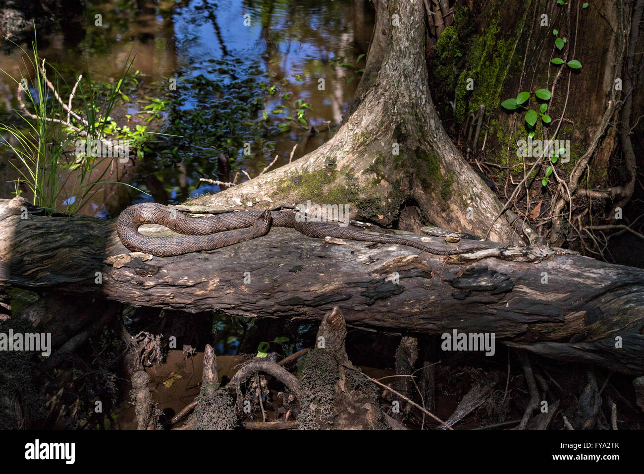 A cottonmouth snake at the Francis Beidler Forest Audubon wildlife