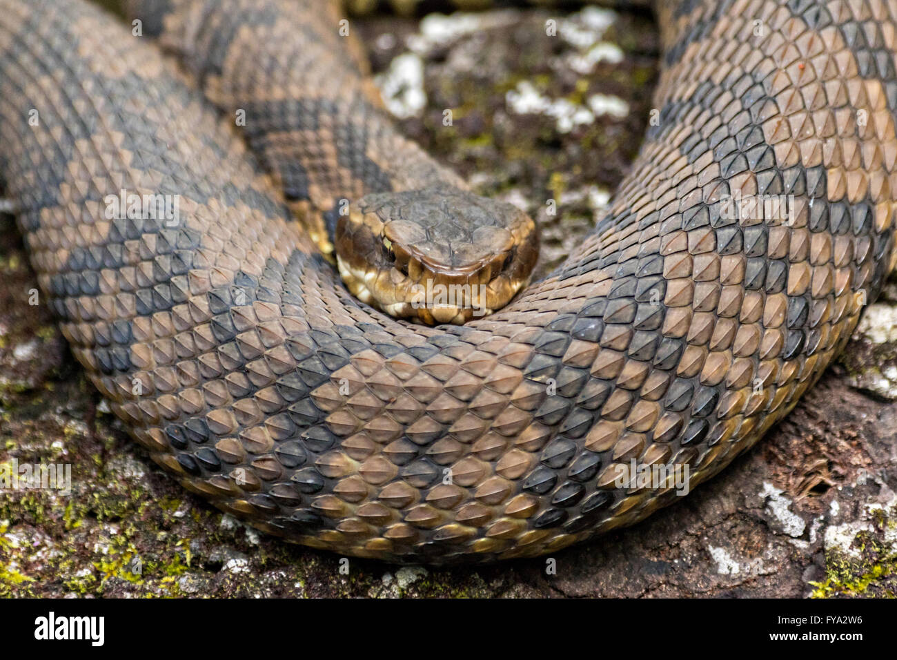 A cottonmouth snake at the Francis Beidler Forest Audubon wildlife