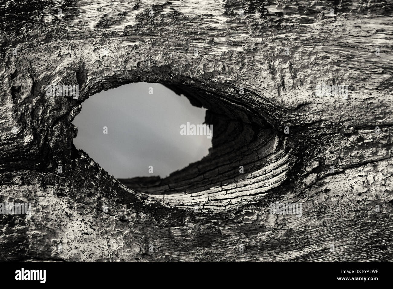 Rough wood knot hires stock photography and images Alamy