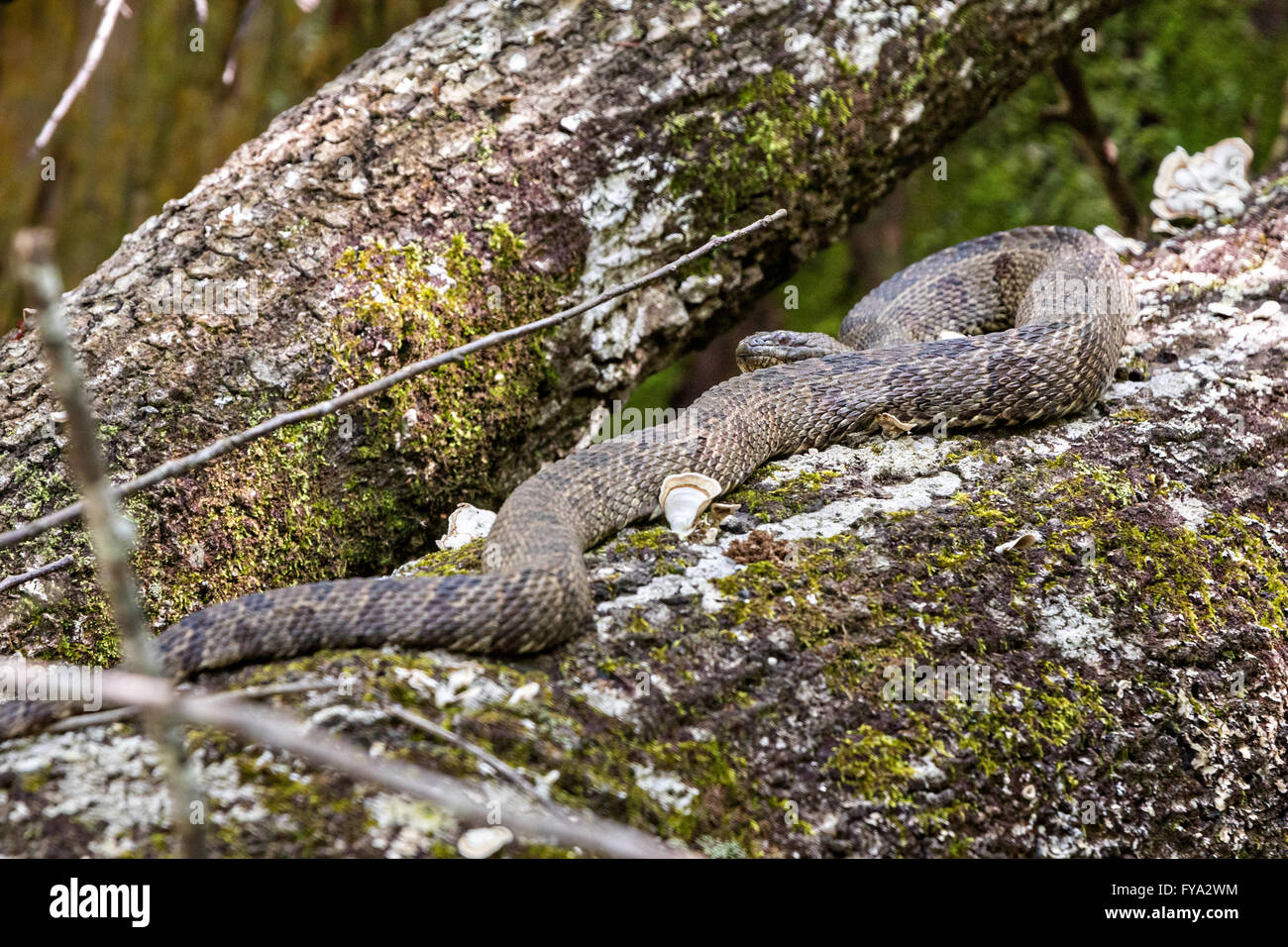 A cottonmouth snake at the Francis Beidler Forest Audubon wildlife
