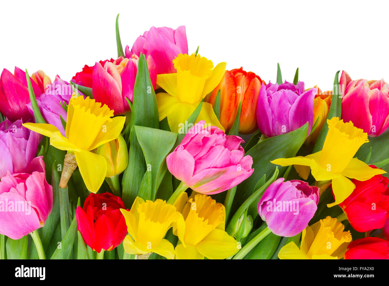 bouquet of tulips and daffodils Stock Photo - Alamy