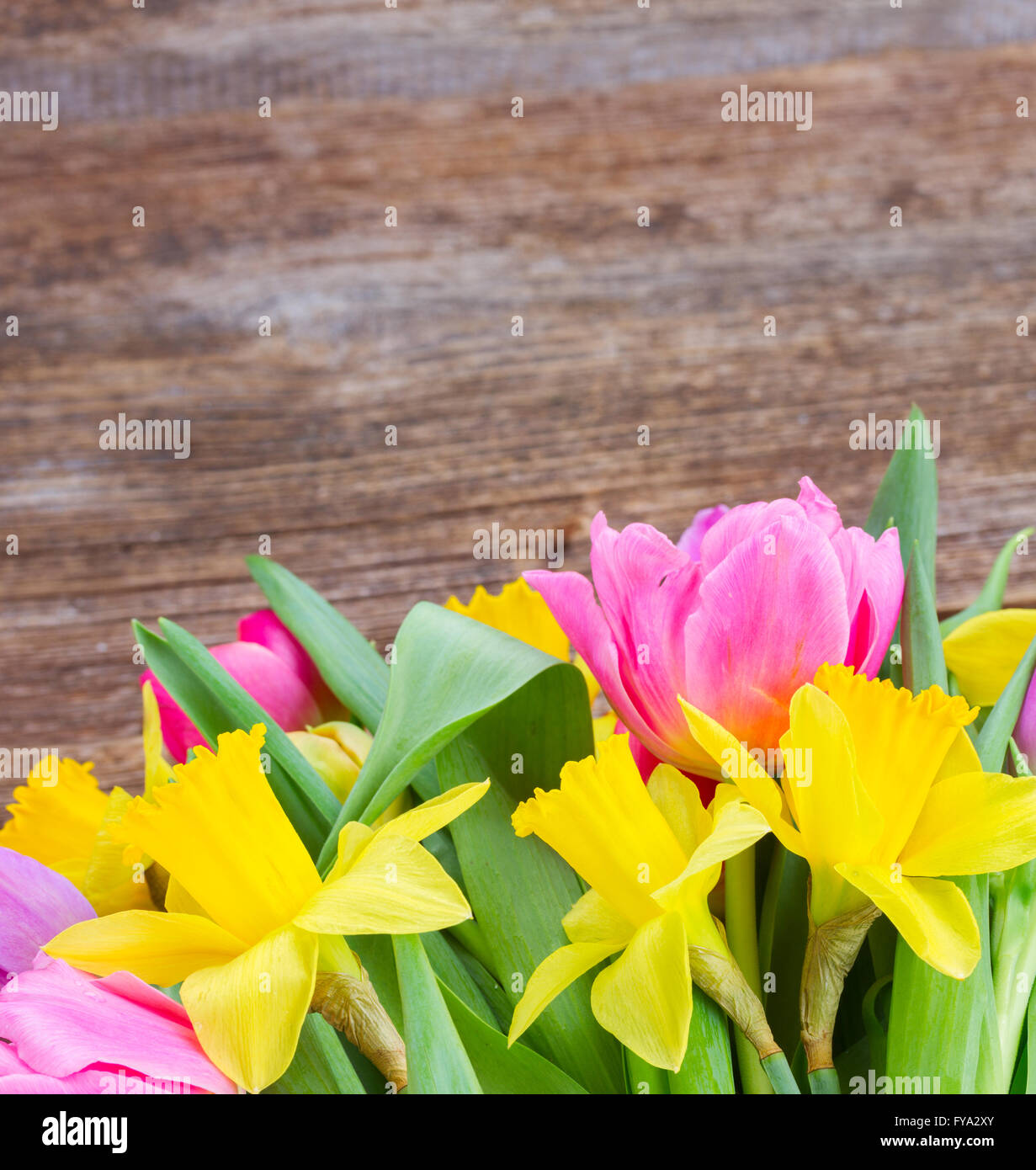 bouquet of tulips and daffodils Stock Photo - Alamy