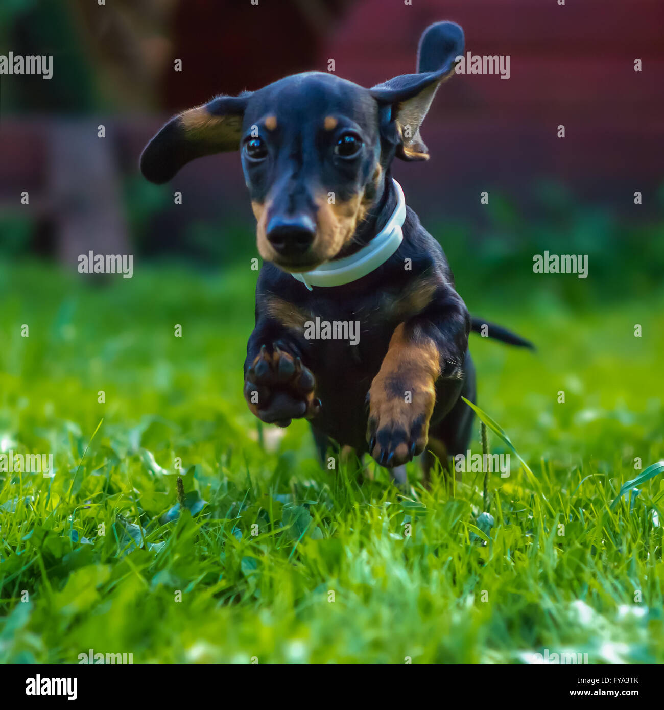 Dachshund runs on the grass Stock Photo Alamy