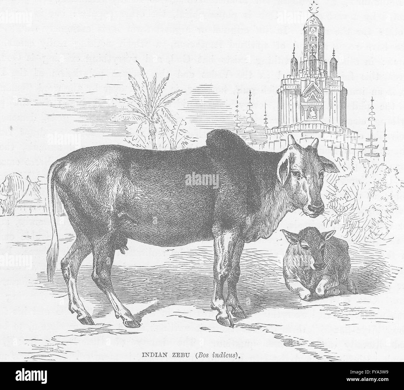 INDIA: Indian Zebu (Bos indicus) , antique print 1892 Stock Photo