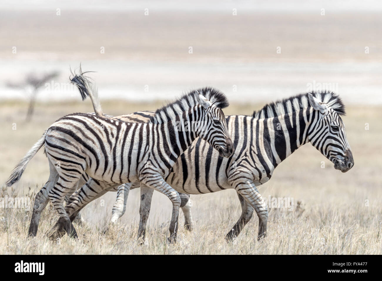 Plain's Zebra, Burchell's race, mother & foal, Etosha National Park, Namibia Stock Photo