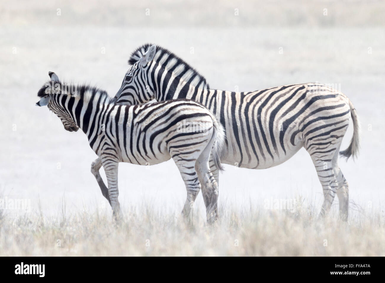 Plain's Zebra, Burchell's race, mother & foal, Etosha National Park, Namibia Stock Photo