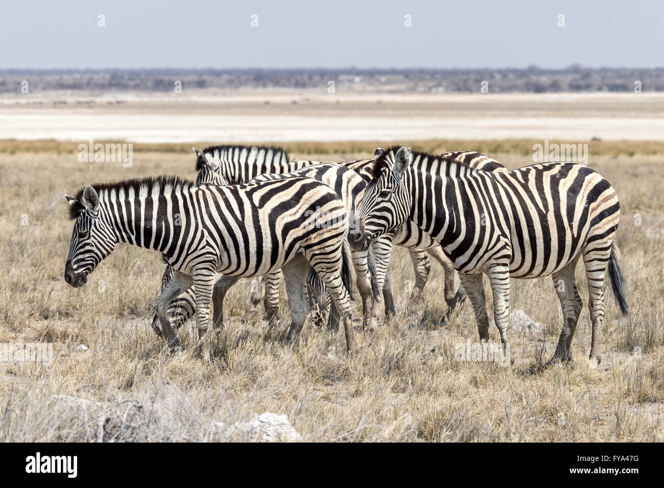 Plain's Zebra, Burchell's race, Etosha National Park, Namibia Stock Photo