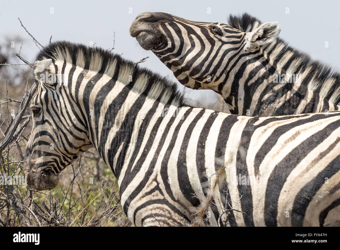 Plain's Zebra, Burchell's race, browsing, Etosha National Park, Namibia Stock Photo