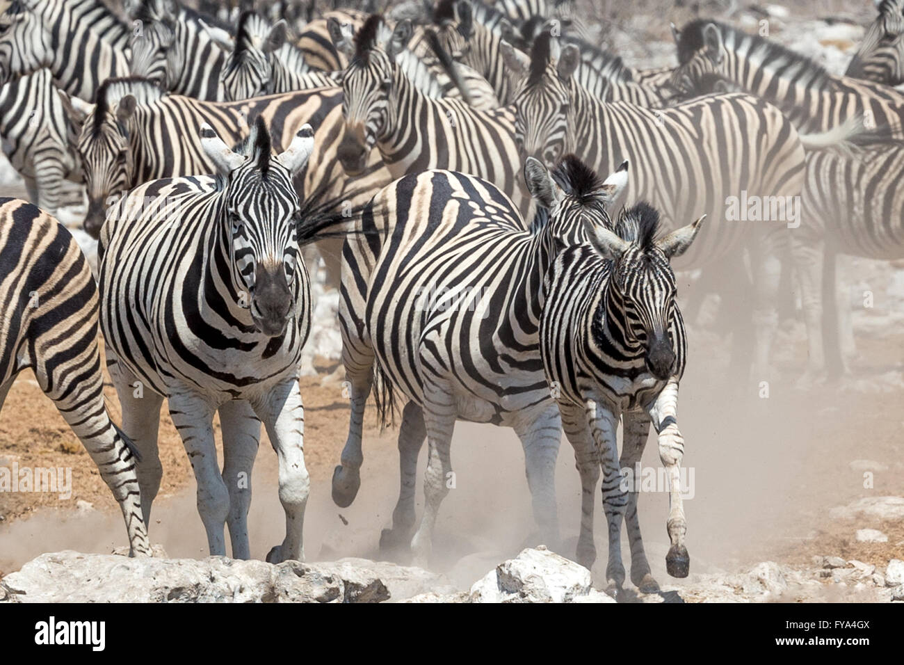 Plain's Zebra, Burchell's race, running, Etosha National Park, Namibia Stock Photo