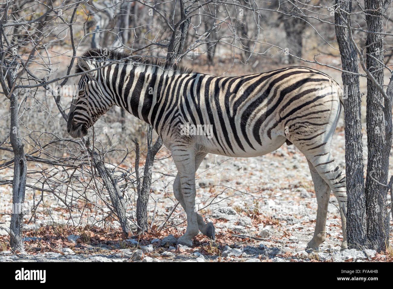 Plain's Zebra, Burchell's race, Etosha National Park, Namibia Stock Photo