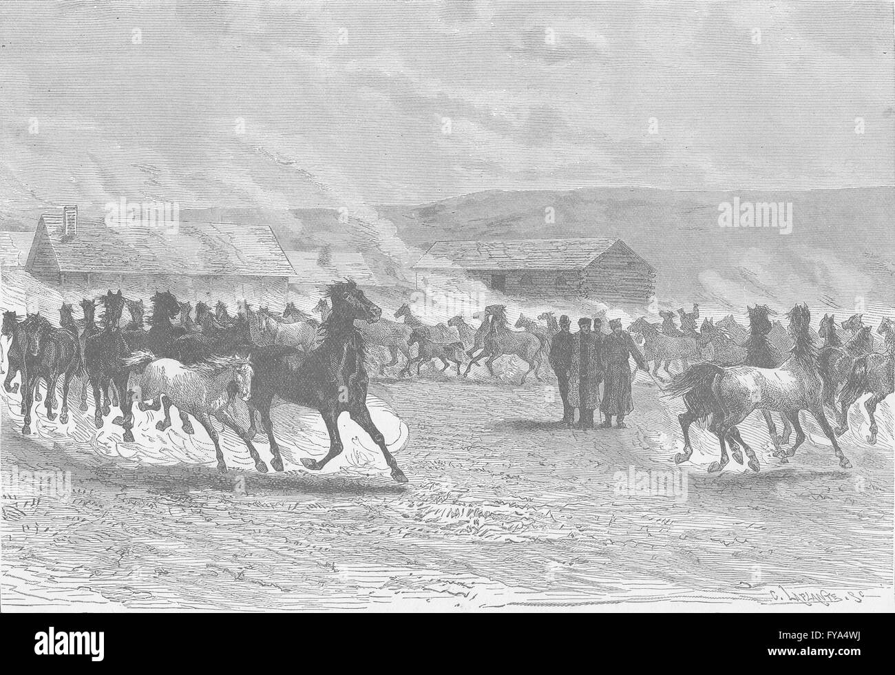 UKRAINE: The imperial stud at Prevallie, reserved for Cossack cavalry, 1894 Stock Photo