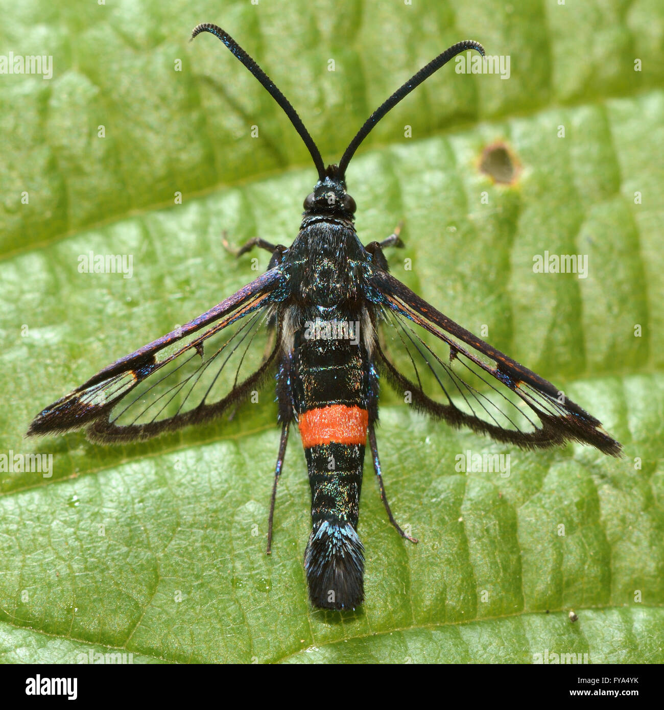 Large red-belted clearwing (Synanthedon culiciformis) from above. Nationally scarce moth in the family Sesiidae, on bramble Stock Photo