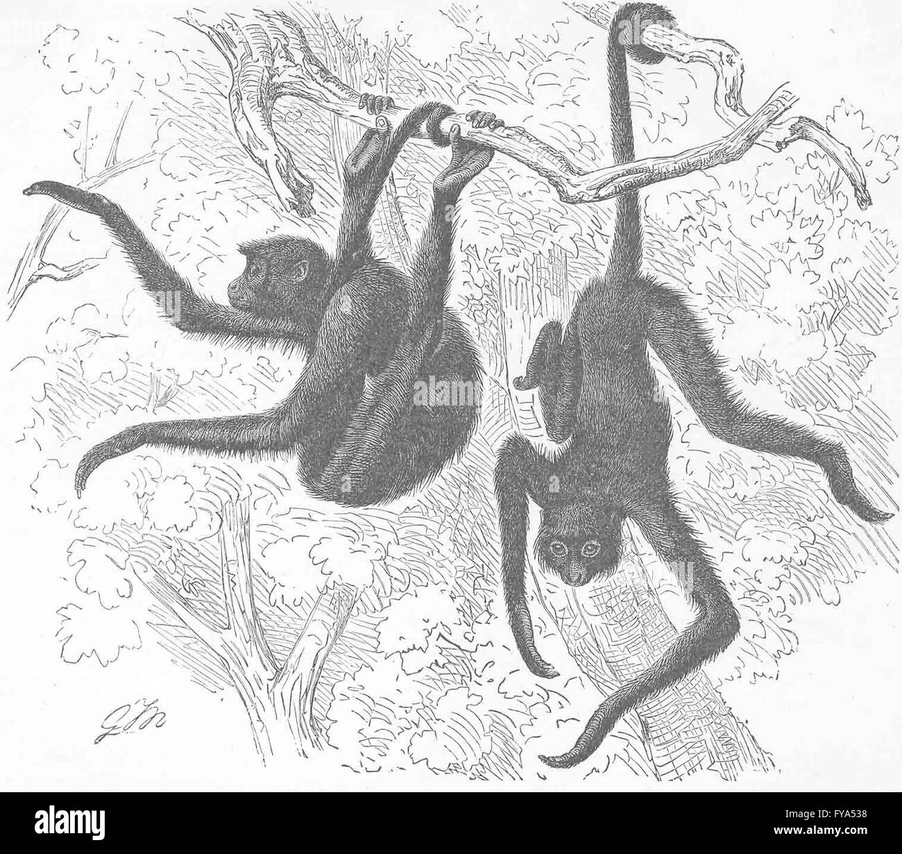 Red faced monkey Black and White Stock Photos & Images - Alamy