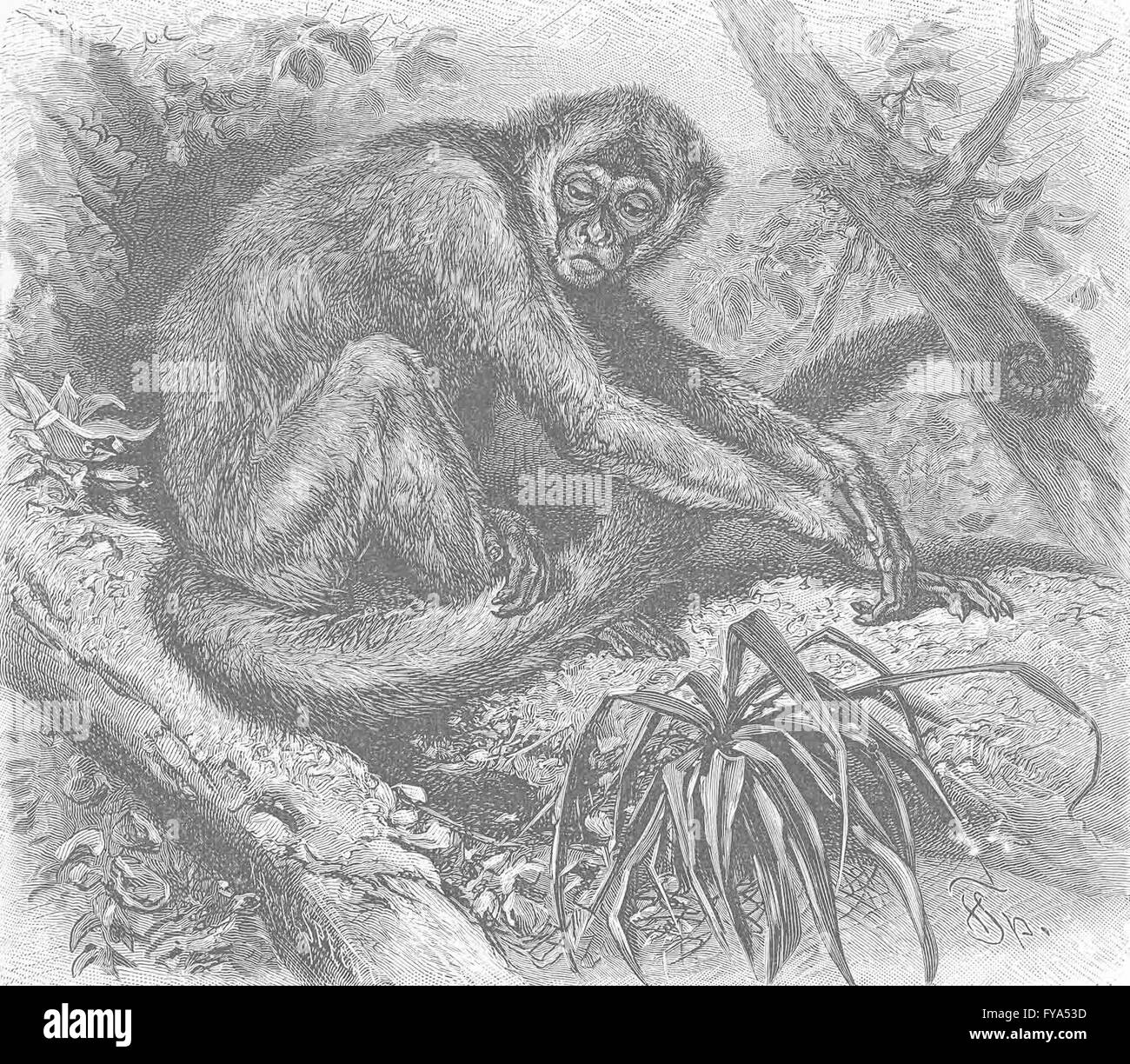 PRIMATES: The woolly spider-monkey, antique print 1893 Stock Photo
